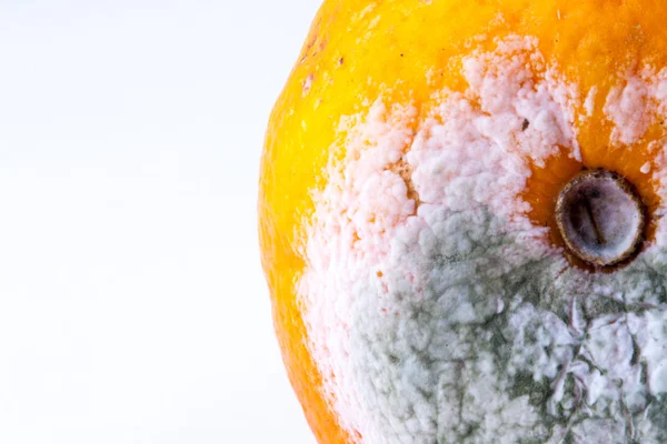 Grüner Schimmel auf Orange — Stockfoto