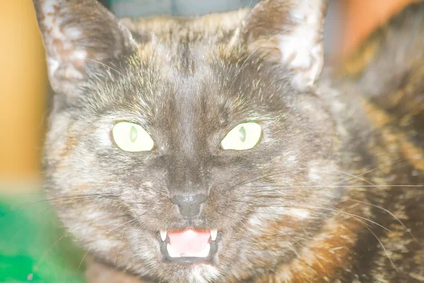 kızgın karanlık kedi