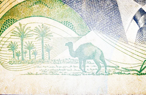 Dromedary in old  Tunisian banknote — Stock Photo, Image