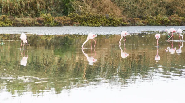 Walk in the pond — Stock Photo, Image