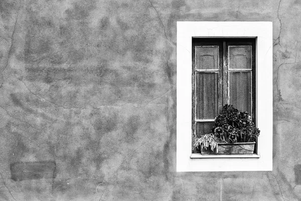 Closed window with planter — Stock Photo, Image