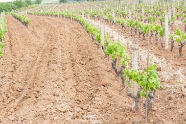 Küçük üzüm şarapları büyümek.