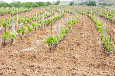 Küçük üzüm şarapları büyümek.