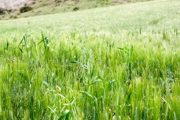 Denizde yeşil buğday