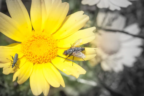 Schmaus Insekten Pollen — Stockfoto