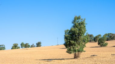 Sardunya ülke vahşi
