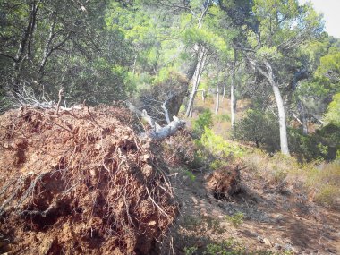 Ormanın içinde sökülüp ağaç