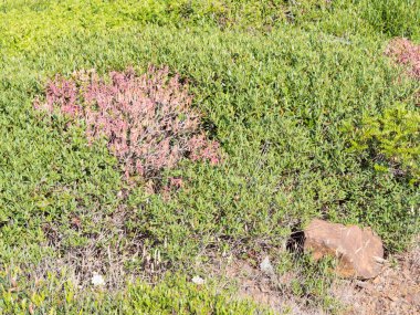 tipik Akdeniz bitkileri