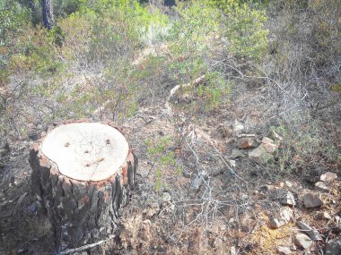 şaşkın kesilmiş ağaç