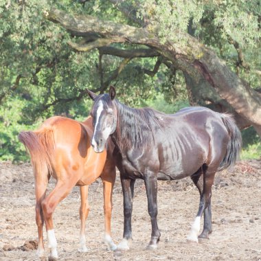 Sahilde sökülüp ağaç