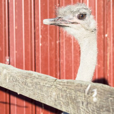 meraklı devekuşu beklenen