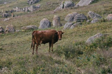 Kuzey Osetya - Kafkasya Dağları Yayları, Rusya