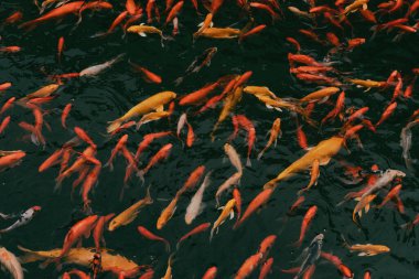 Putuo Dağı, Çin 'in Zhejiang Eyaleti' nin Zhoushan ilinin Putuo ilçesine bağlı bir dağdır.