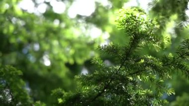Banff Ulusal Parkı, Kanada 'nın ilk ulusal parkı, 1885 yılında kuruldu ve Kuzey Amerika kıtasının en yüksek dağları arasında yer alan bir dizi buzullar, buzullar, buz tabakaları, buzullar ve alp otlakları yer alıyor..