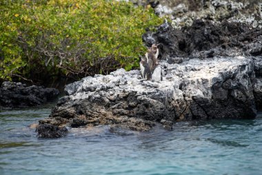 Penguenler kıyıya tünedi. Ekvador - artı Pax Baltra Adası..