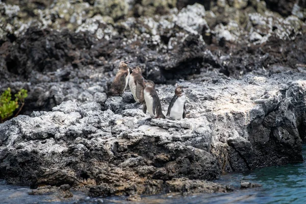 Pinguine Leben Der Küste Ecuadors Der Insel Pax Baltra — Stockfoto