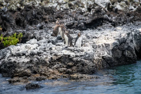 Pinguine Leben Der Küste Ecuadors Der Insel Pax Baltra — Stockfoto