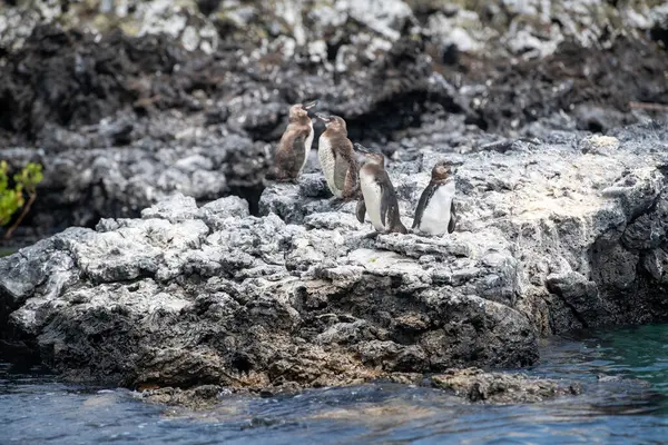 Pinguine Leben Der Küste Ecuadors Der Insel Pax Baltra — Stockfoto