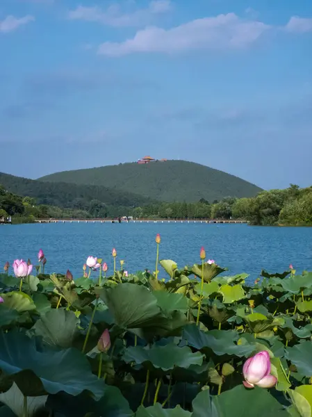 Çin manzarası. Nilüfer çiçeği açan yaz. Çin tarzı mimari.