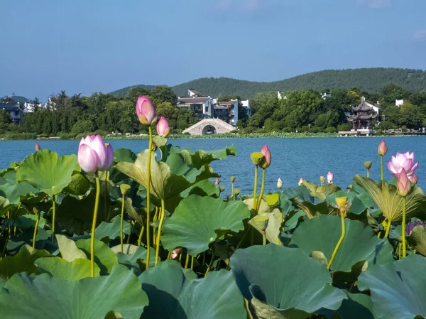 Chinees Landschap Zomer Bloeiende Lotusbloemen Chinese Stijl Architectuur — Stockfoto