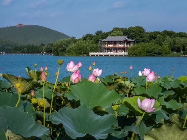 Paisagem Chinesa Verão Florescendo Flores Lótus Arquitetura Estilo Chinês — Fotografia de Stock