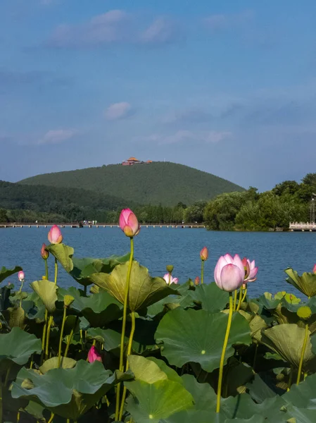 Die Chinesische Landschaft Sommerblühende Lotusblumen Architektur Chinesischen Stil — Stockfoto