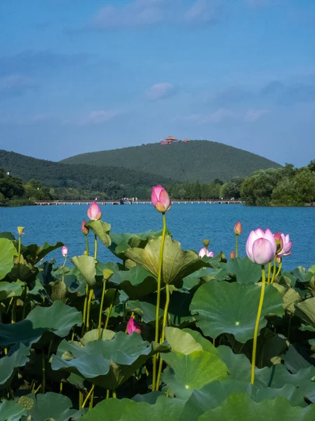 Die Chinesische Landschaft Sommerblühende Lotusblumen Architektur Chinesischen Stil — Stockfoto