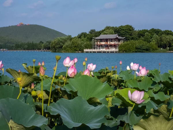 Chinees Landschap Zomer Bloeiende Lotusbloemen Chinese Stijl Architectuur — Stockfoto