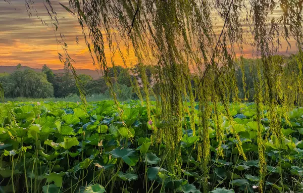 Xuzhou Şehri, Jiangsu Eyaleti, Yunlong Gölü - Güney Gölü Sahne Bölgesi, Nilüfer çiçeği açan yaz mevsimi. 
