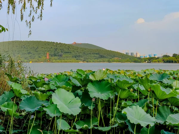 江蘇省徐州市 雲龍湖 南湖風景区 夏のハスの花を咲く — ストック写真