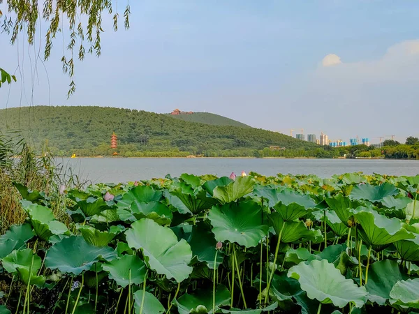 Xuzhou Şehri, Jiangsu Eyaleti, Yunlong Gölü - Güney Gölü Sahne Bölgesi, Nilüfer çiçeği açan yaz mevsimi. 