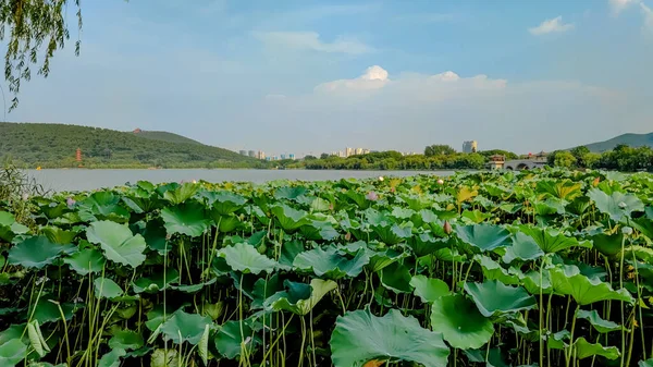 江蘇省徐州市 雲龍湖 南湖風景区 夏のハスの花を咲く — ストック写真