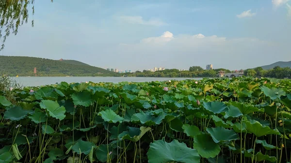 Xuzhou Şehri, Jiangsu Eyaleti, Yunlong Gölü - Güney Gölü Sahne Bölgesi, Nilüfer çiçeği açan yaz mevsimi. 