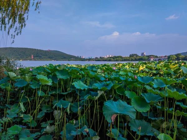 Stadt Xuzhou Provinz Jiangsu Yunlong Lake Landschaft Südsee Sommer Blühende — Stockfoto