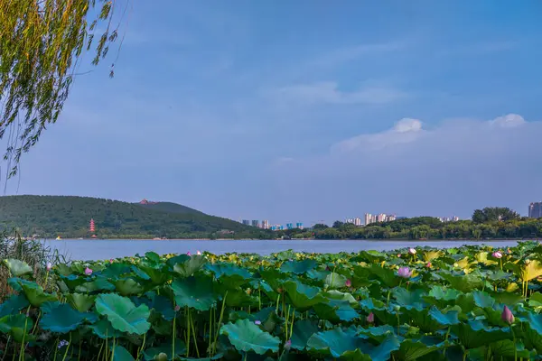 Stadt Xuzhou Provinz Jiangsu Yunlong Lake Landschaft Südsee Sommer Blühende — Stockfoto