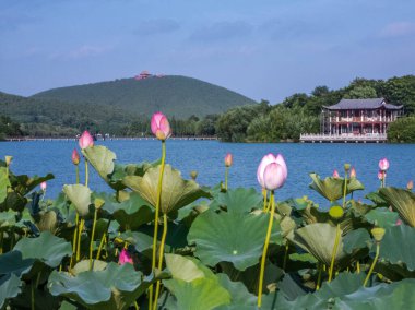 Xuzhou Şehri, Jiangsu Eyaleti, Yunlong Gölü - Güney Gölü Sahne Bölgesi, Nilüfer çiçeği açan yaz mevsimi. 