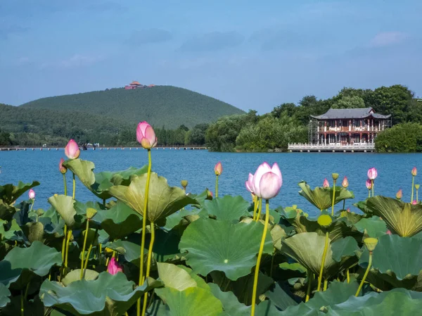 Xuzhou Şehri, Jiangsu Eyaleti, Yunlong Gölü - Güney Gölü Sahne Bölgesi, Nilüfer çiçeği açan yaz mevsimi. 
