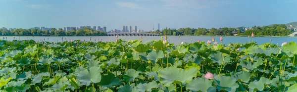 Stadt Xuzhou Provinz Jiangsu Yunlong Lake Landschaft Südsee Sommer Blühende — Stockfoto