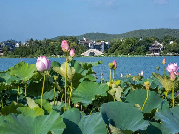 Stadt Xuzhou Provinz Jiangsu Yunlong Lake Landschaft Südsee Sommer Blühende — Stockfoto