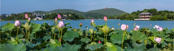 Xuzhou Şehri, Jiangsu Eyaleti, Yunlong Gölü - Güney Gölü Sahne Bölgesi, Nilüfer çiçeği açan yaz mevsimi. 