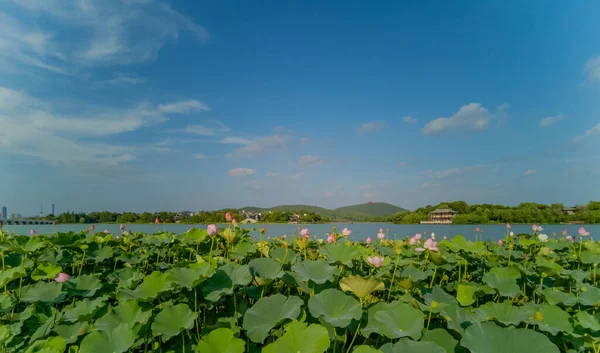 徐州市 江苏省 云龙湖 南湖景区 夏季荷花盛开 — 图库照片