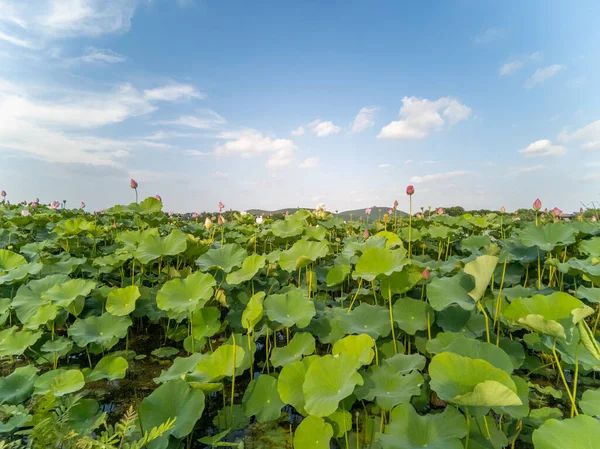 Xuzhou Şehri, Jiangsu Eyaleti, Yunlong Gölü - Güney Gölü Sahne Bölgesi, Nilüfer çiçeği açan yaz mevsimi. 