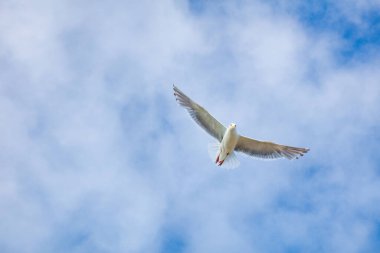 Kaliforniya açıklarında martılar, ABD