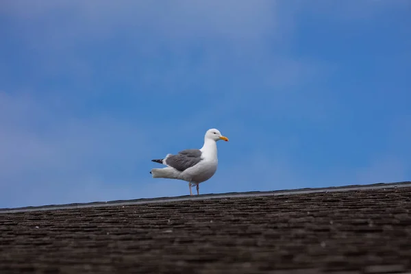 Möwen Vor Der Küste Kaliforniens Usa — Stockfoto