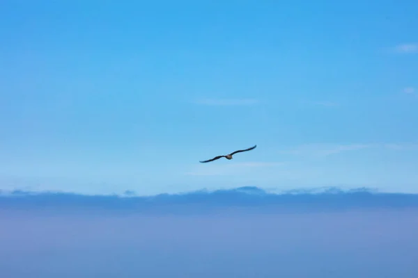 Mouettes Large Des Côtes Californie États Unis Image En Vente