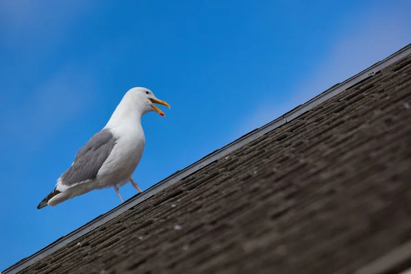 Gaviotas Frente Costa California — Foto de Stock