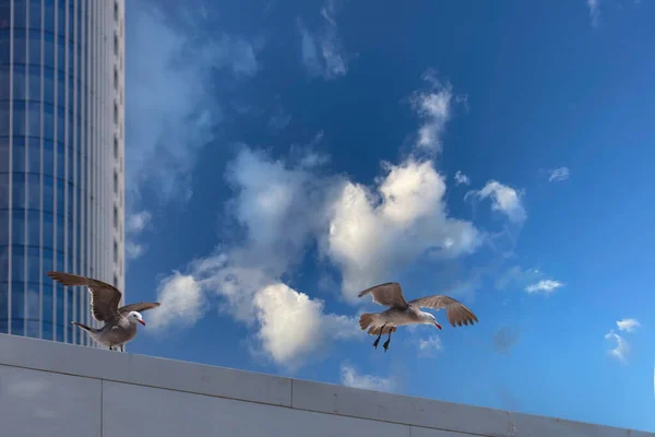 Kaliforniya açıklarında martılar, ABD