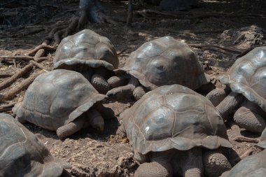 Güneşli bir günde Zanzibar parkında birkaç dev kaplumbağa..