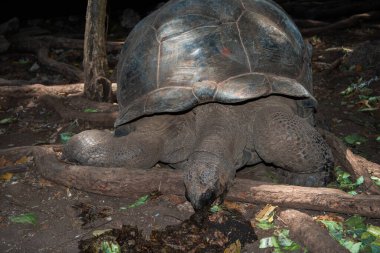 Dev kaplumbağa, Zanzibar Parkı 'ndaki ağaç kökleri arka planında yemek yer..