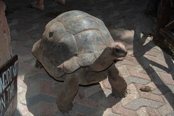 Riesenschildkröte Park Von Prison Island Sansibar Tansania 2021 — Stockfoto